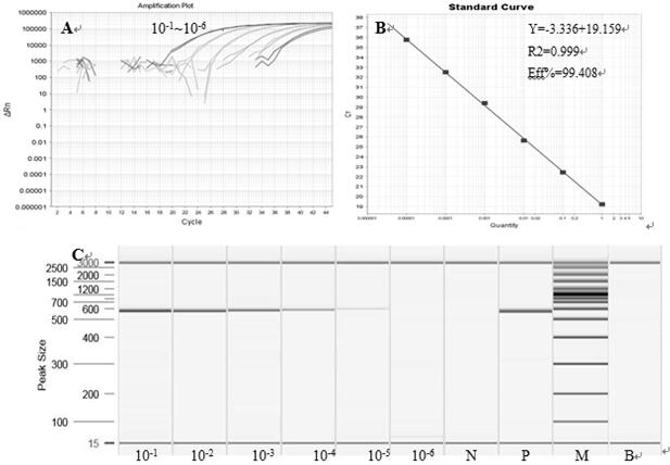 Primer probe combination and kit for detecting aflatoxin-producing fungi in food