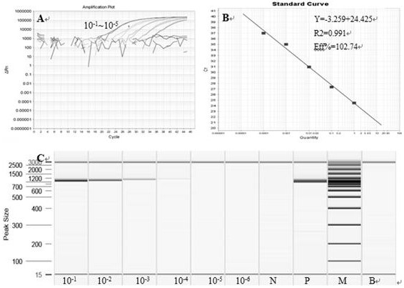 Primer probe combination and kit for detecting aflatoxin-producing fungi in food