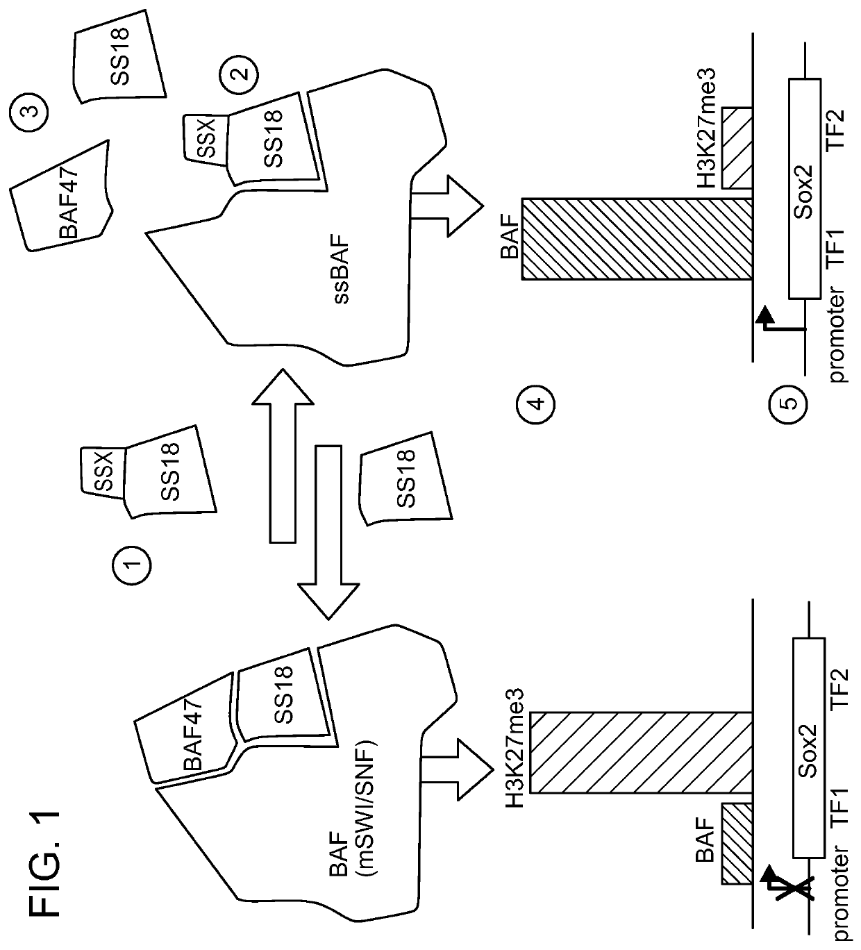 Compounds and methods for treating synovial sarcomas