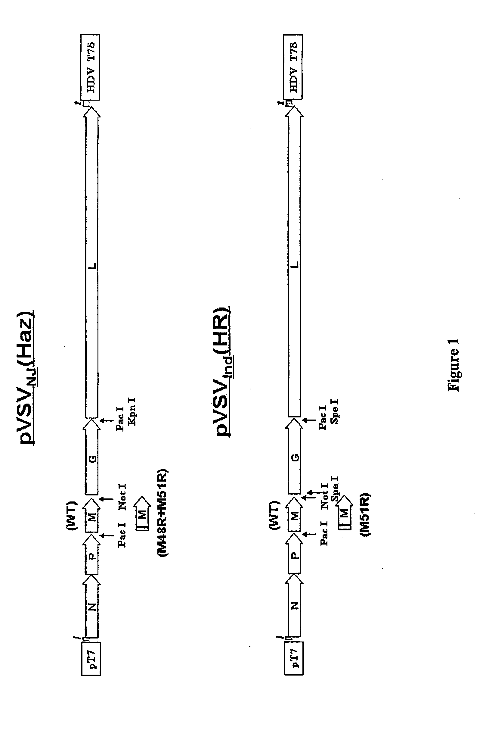 Different serotypes of vesicular stomatitis virus as expression vectors for immunization regimens