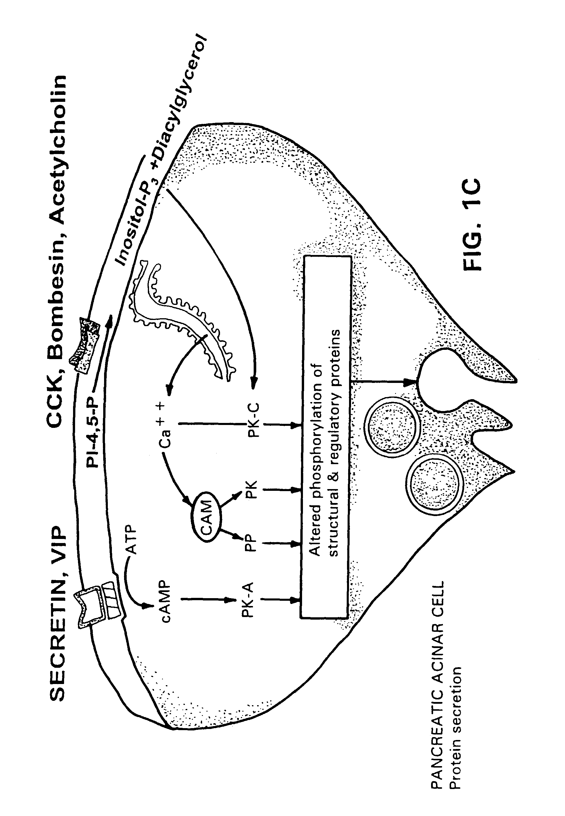 Method for assisting in differential diagnosis and treatment of autistic syndromes