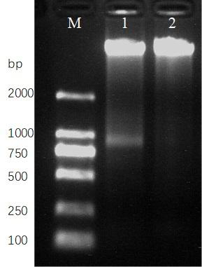 An ISSR-PCR molecular mark system for Carpinus oblongifolia (Hu) Hu et W. C. Cheng