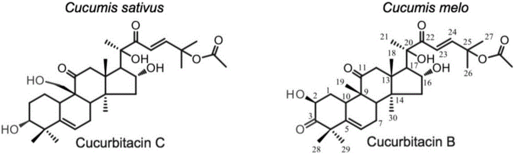 Transcription factor participating into regulation of muskmelon bitter principle synthesis and application of transcription factor