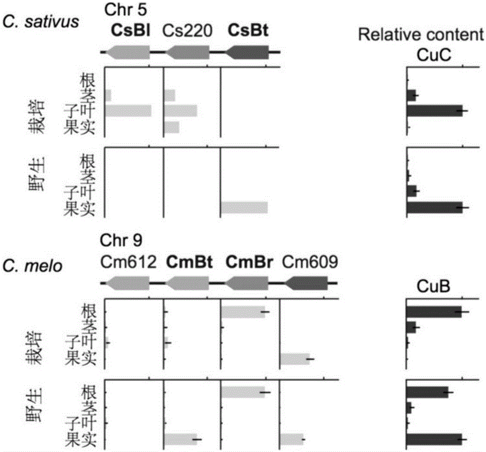 Transcription factor participating into regulation of muskmelon bitter principle synthesis and application of transcription factor