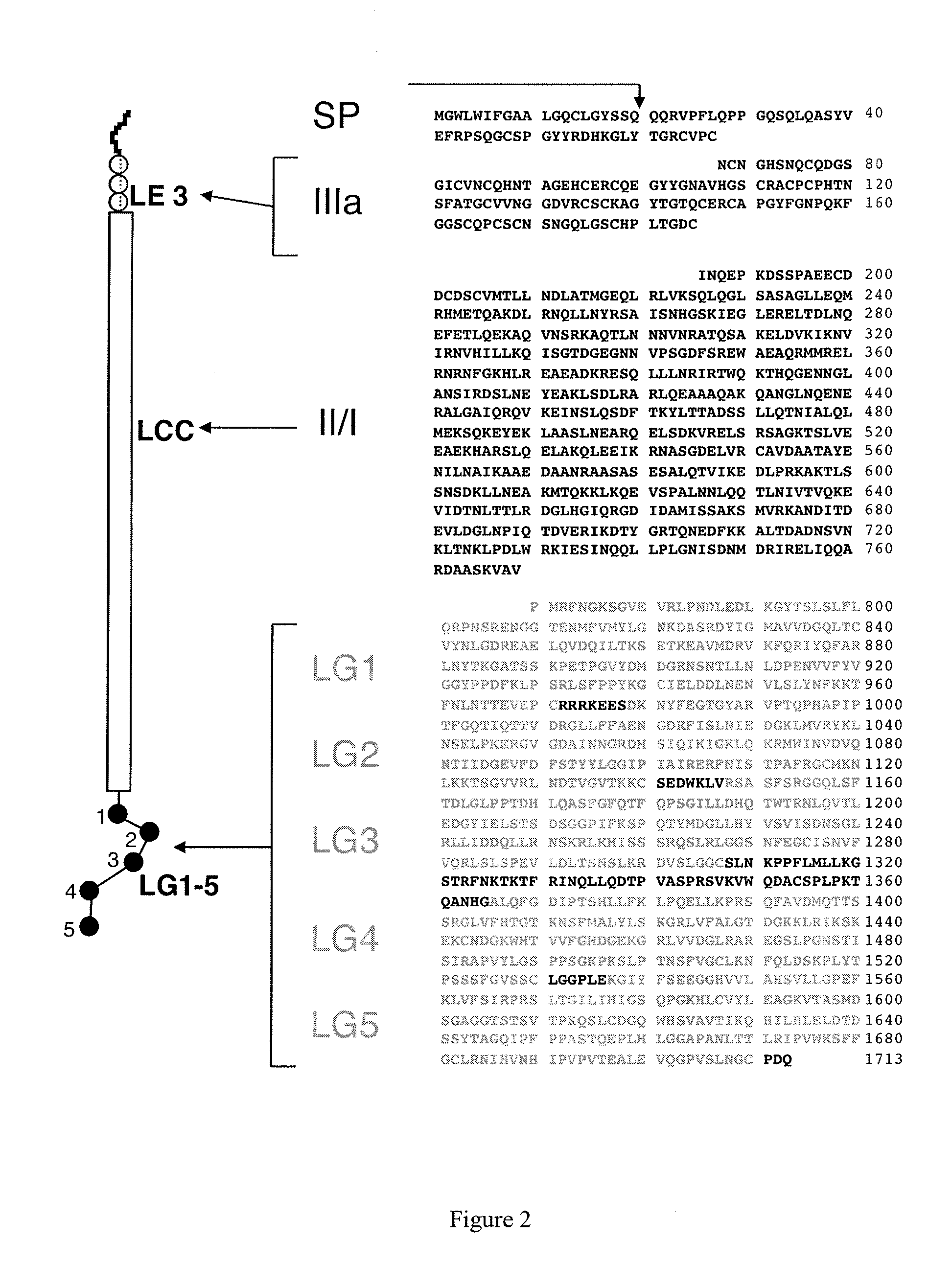 Monoclonal antibodies directed against LG4-5 domain of alpha3 chain of human laminin-5