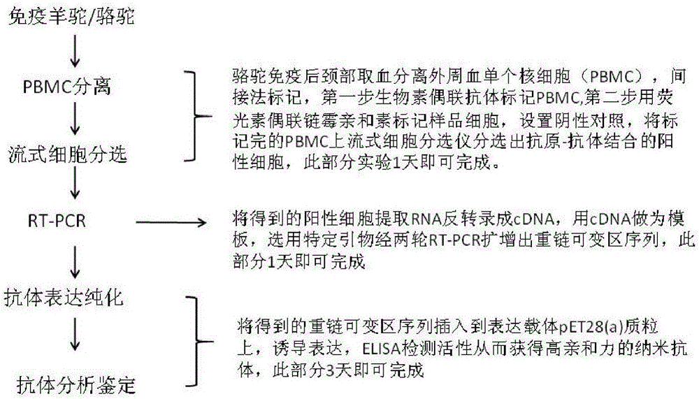 Method for rapidly acquiring nano-antibodies and application of method