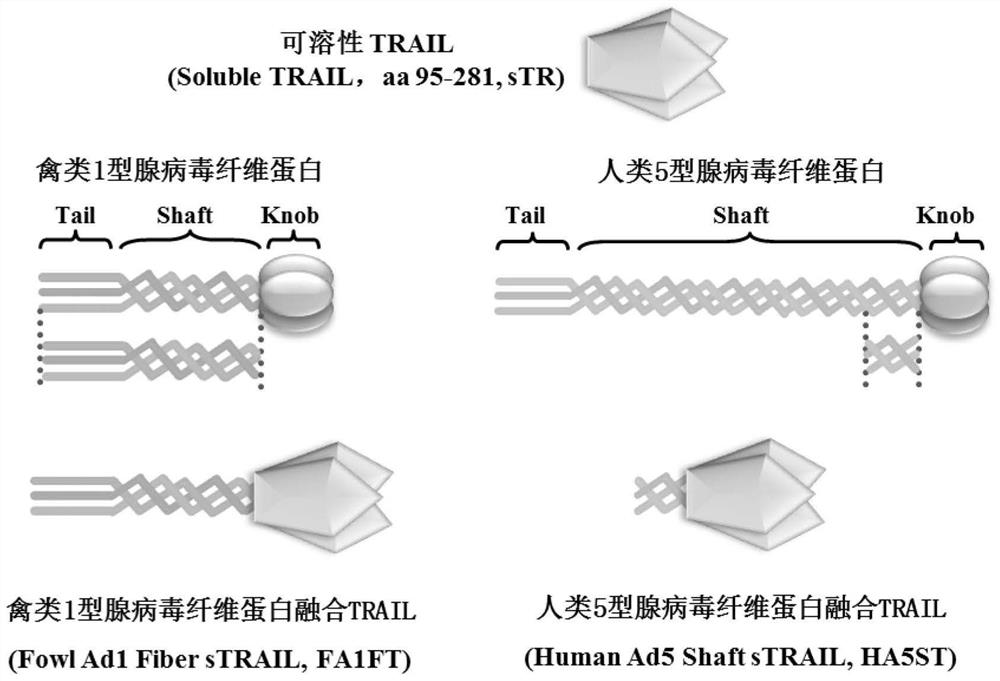 A kind of genetic engineering recombinant trail fusion protein and its preparation method and application