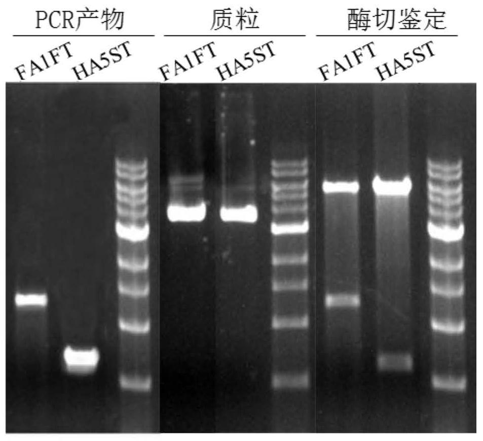 A kind of genetic engineering recombinant trail fusion protein and its preparation method and application