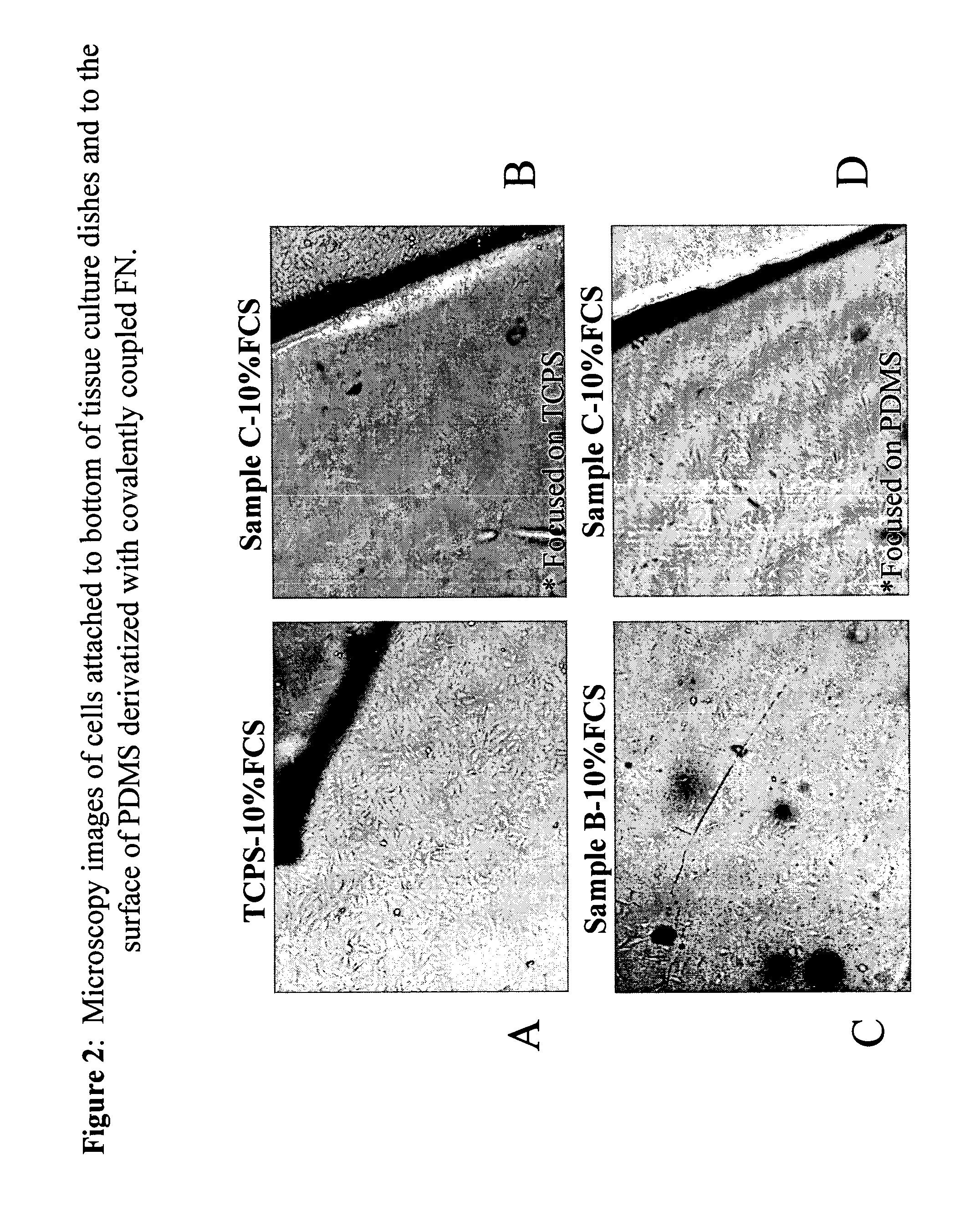 Methods of surface modification to enhance cell adhesion