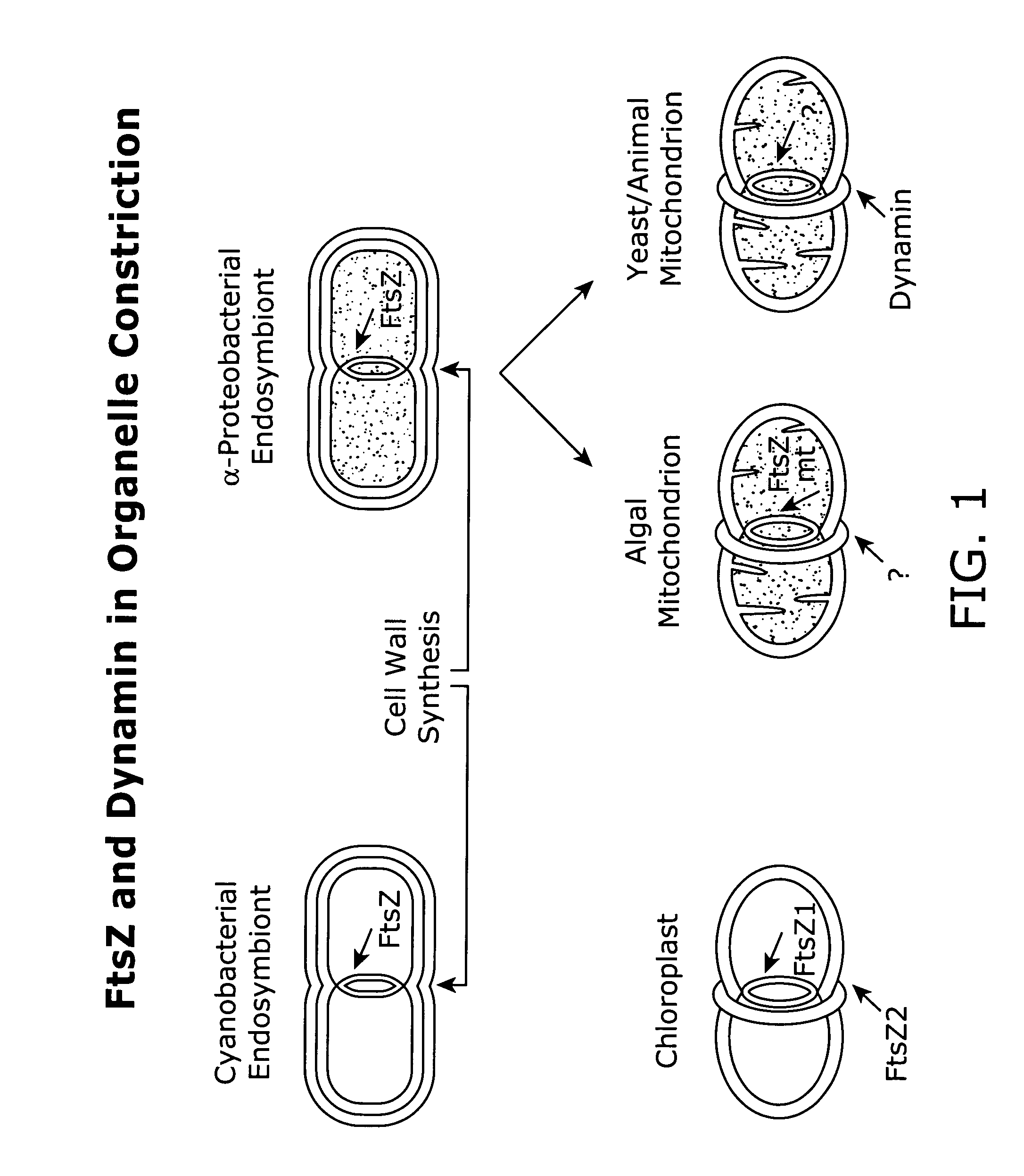 In vivo assay for identification of antimicrobial agents