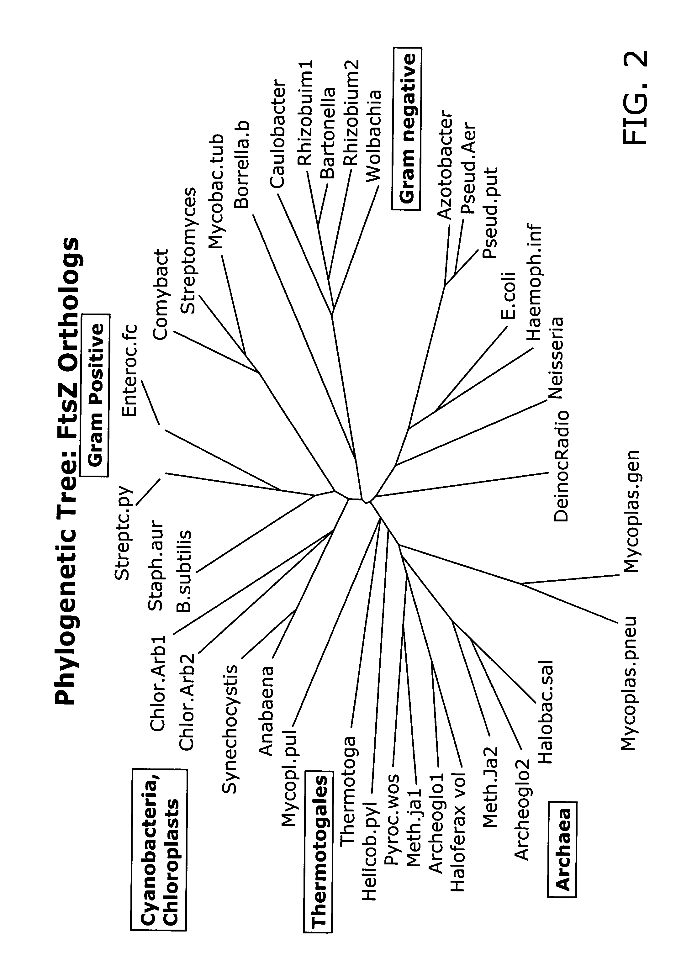 In vivo assay for identification of antimicrobial agents