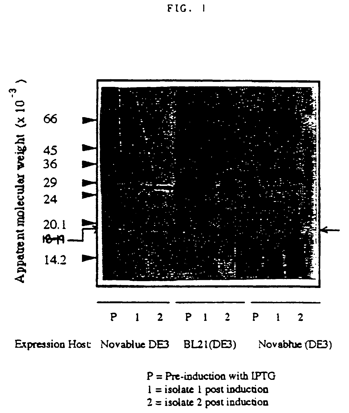 Process for production of Helicobacter pylori bacterioferritin