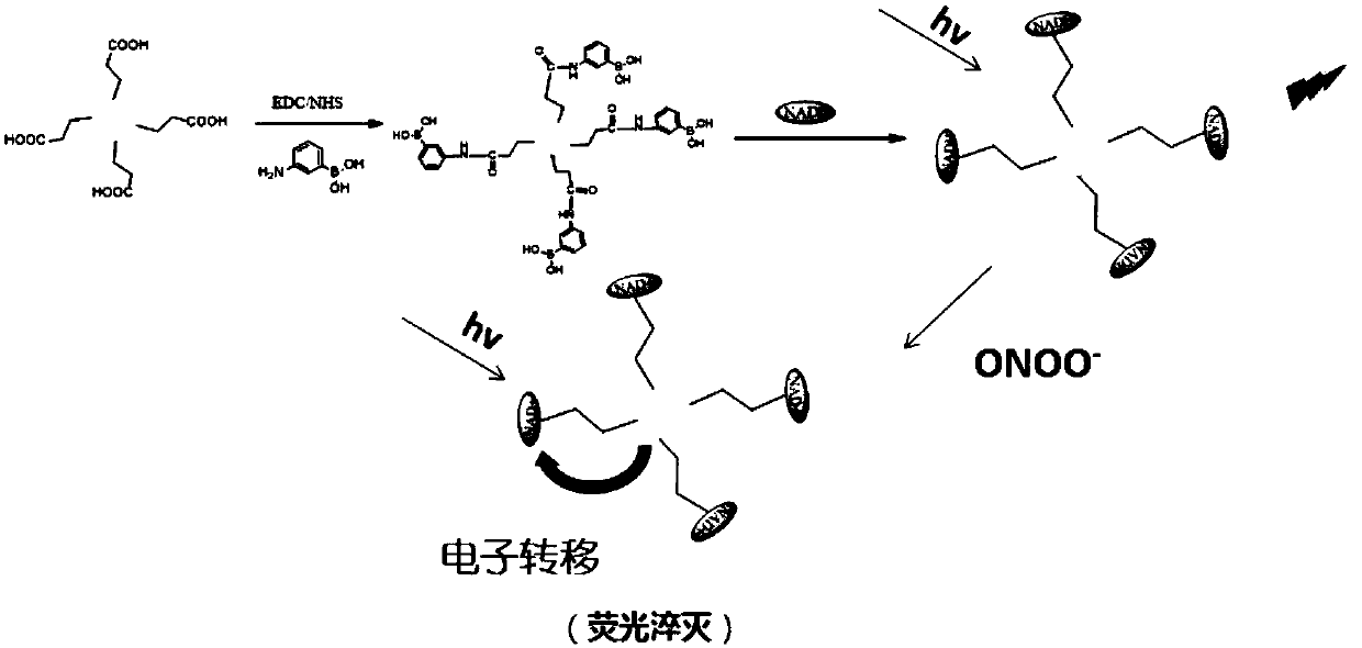 Peroxynitrite ion detection probe, its preparation method and application