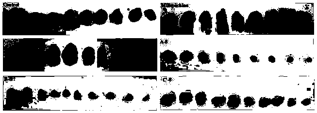 Millepachine-CA-4 derivative as well as preparation method and application thereof