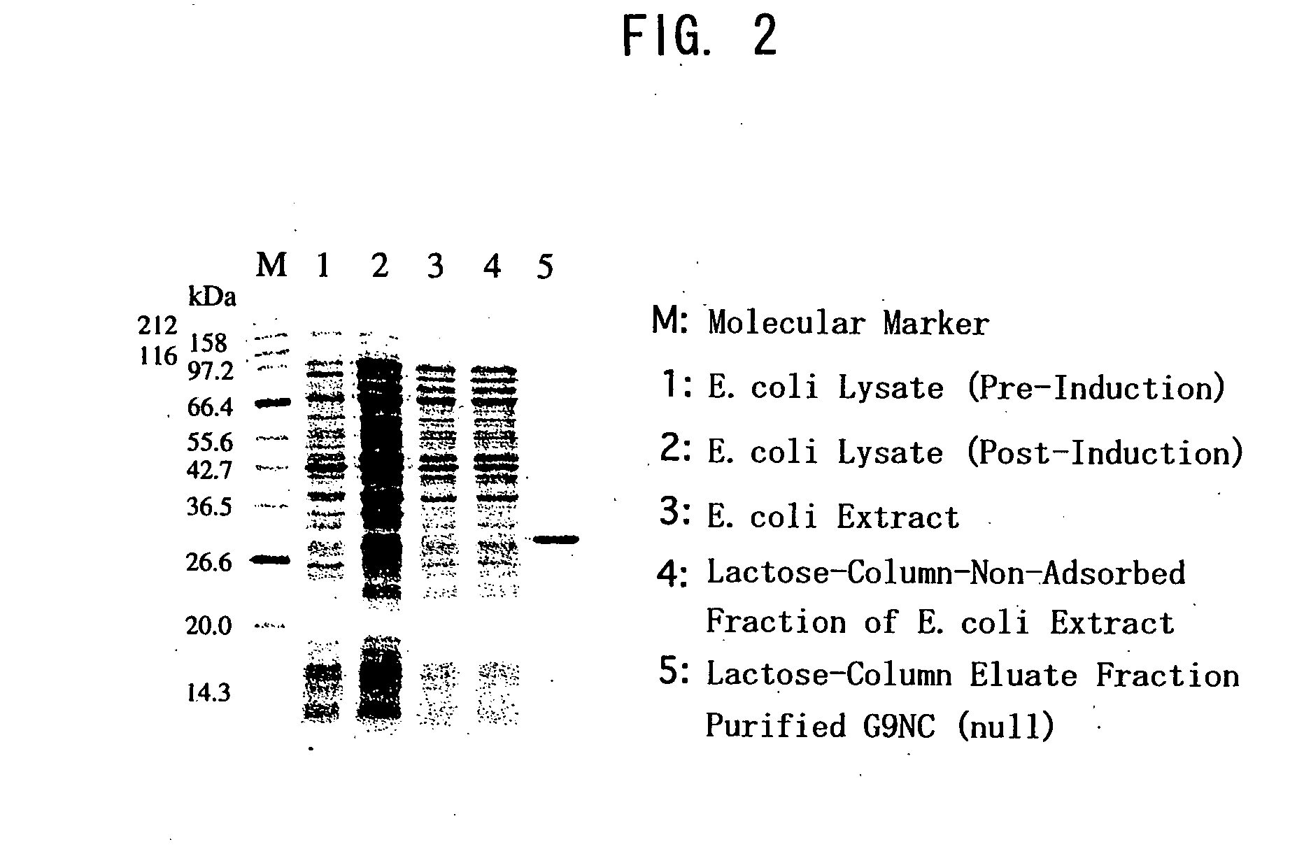 Novel modified galectin 9 proteins and use thereof