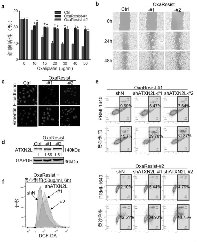 Use of atxn2l for preparing medicines for reversing gastric cancer oxaliplatin drug resistance