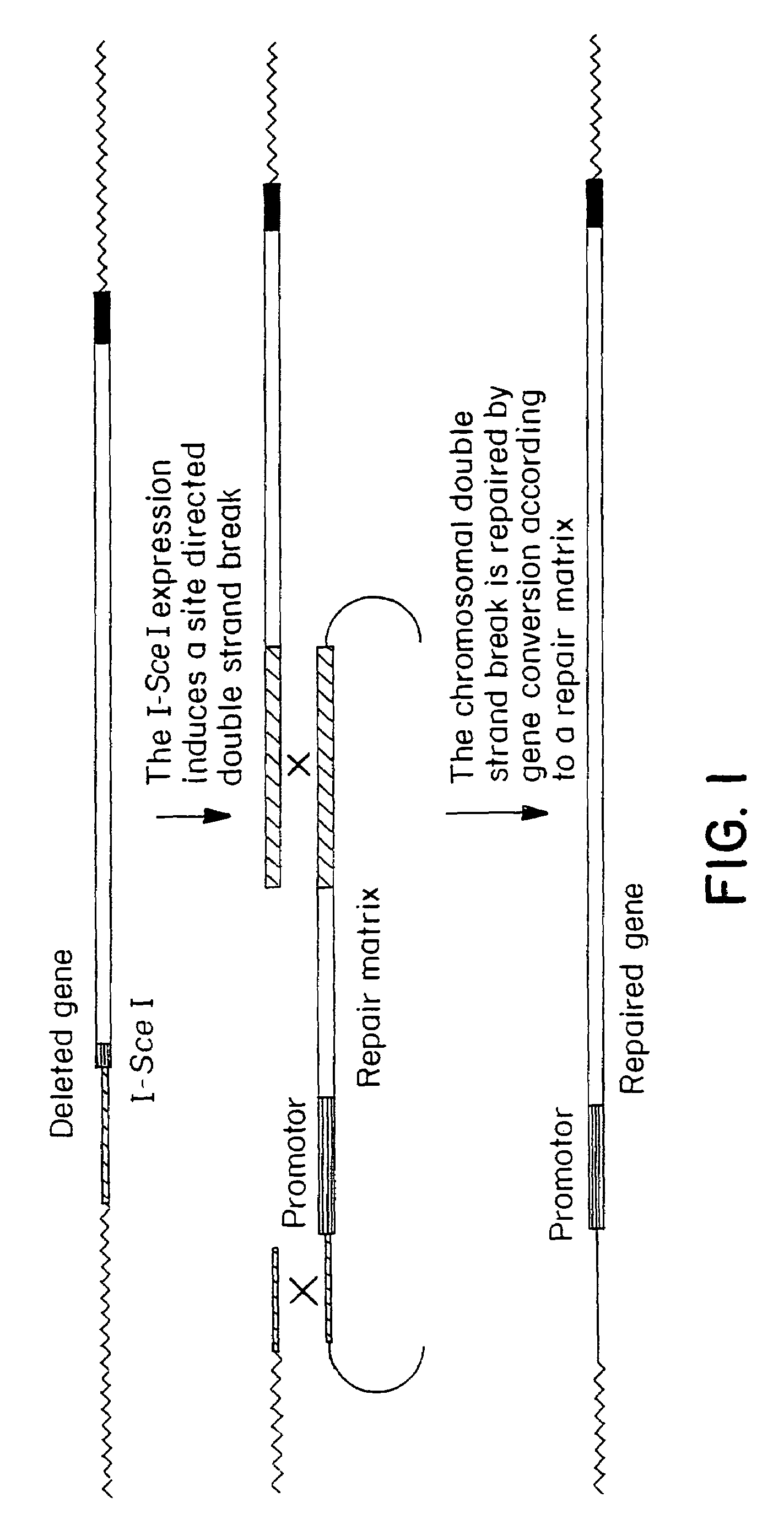 Chromosomal modification involving the induction of double-stranded DNA cleavage and homologous recombination at the cleavage site