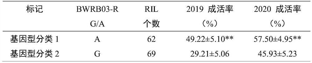 SNP (Single Nucleotide Polymorphism) molecular marker linked with peanut bacterial wilt resistant major QTL (Quantitative Trait Loci) and application thereof