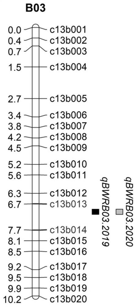 SNP (Single Nucleotide Polymorphism) molecular marker linked with peanut bacterial wilt resistant major QTL (Quantitative Trait Loci) and application thereof