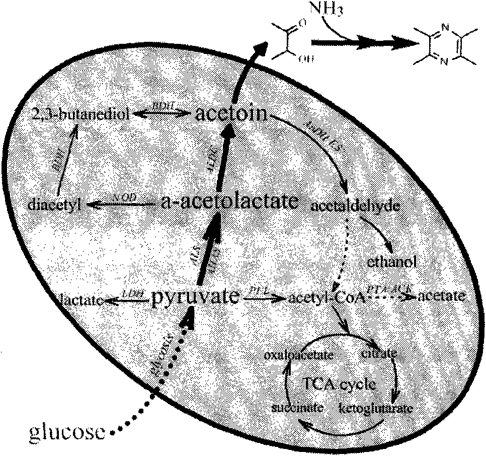 Method and strain for producing tetramethylpyrazine