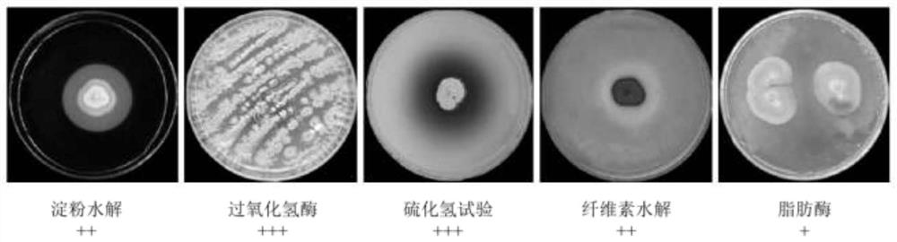 Streptomyces thiogamboges St-79 and application thereof