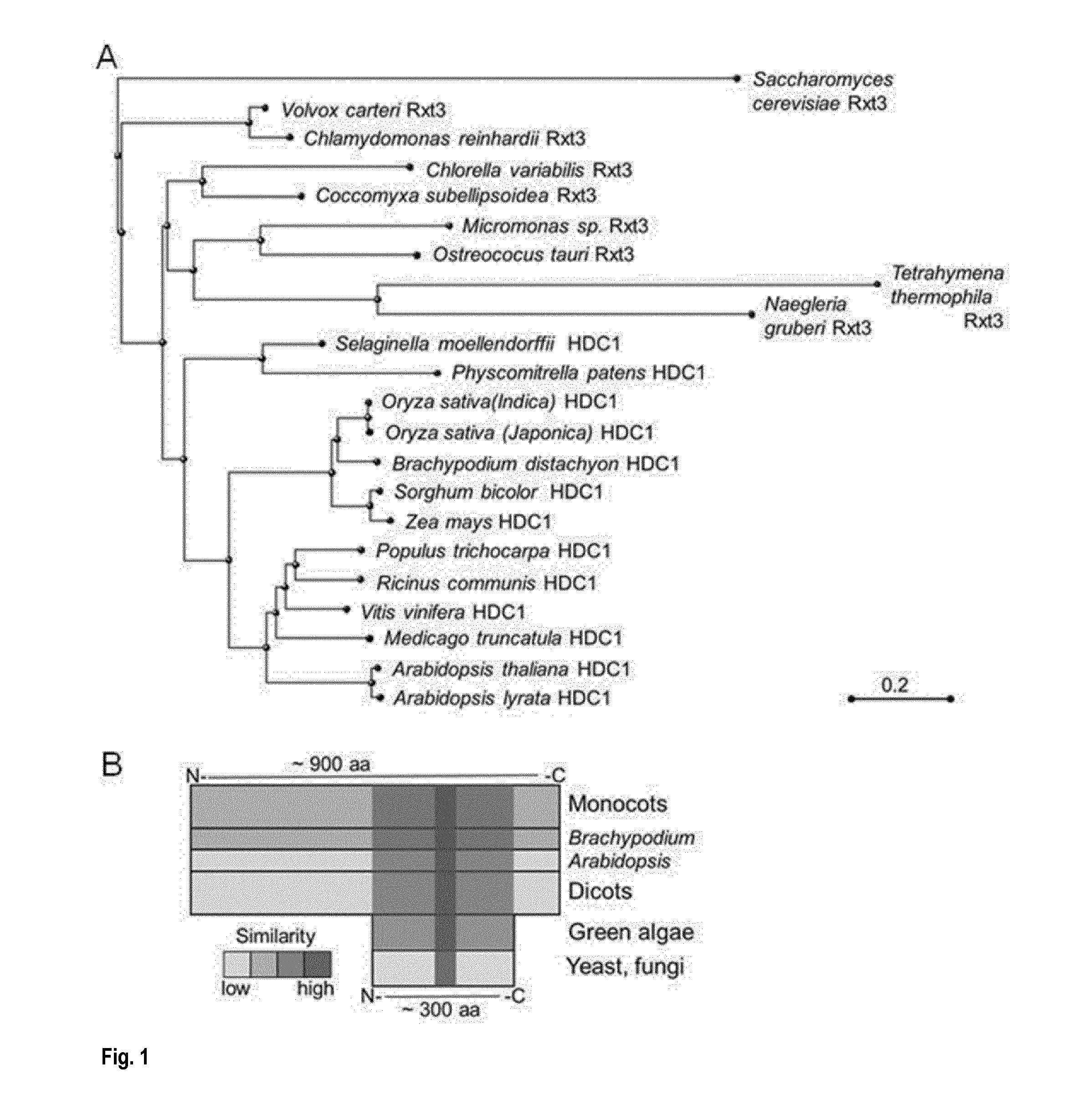 Methods and means for increasing stress tolerance and biomass in plants