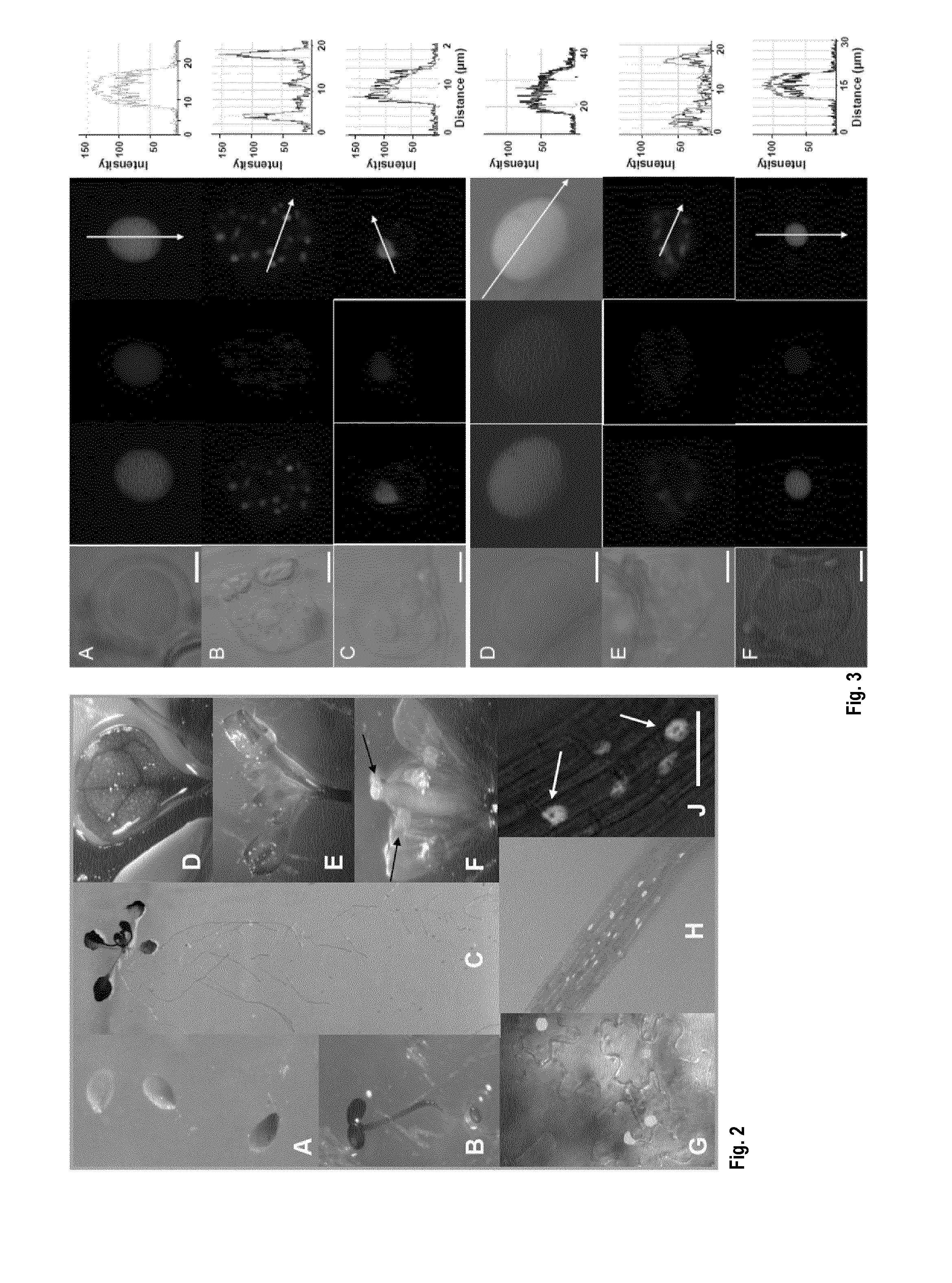 Methods and means for increasing stress tolerance and biomass in plants