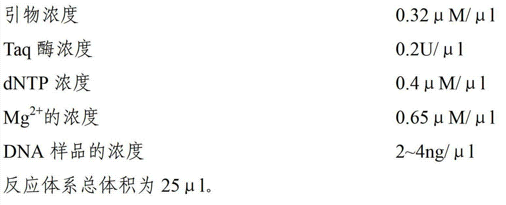 Simple sequence repeat (SSR) marker polymerase chain reaction (PCR) reaction method applied to chrysanthemum and related species thereof universally