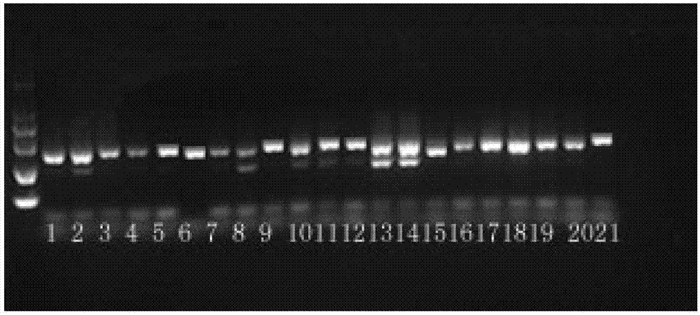 Simple sequence repeat (SSR) marker polymerase chain reaction (PCR) reaction method applied to chrysanthemum and related species thereof universally