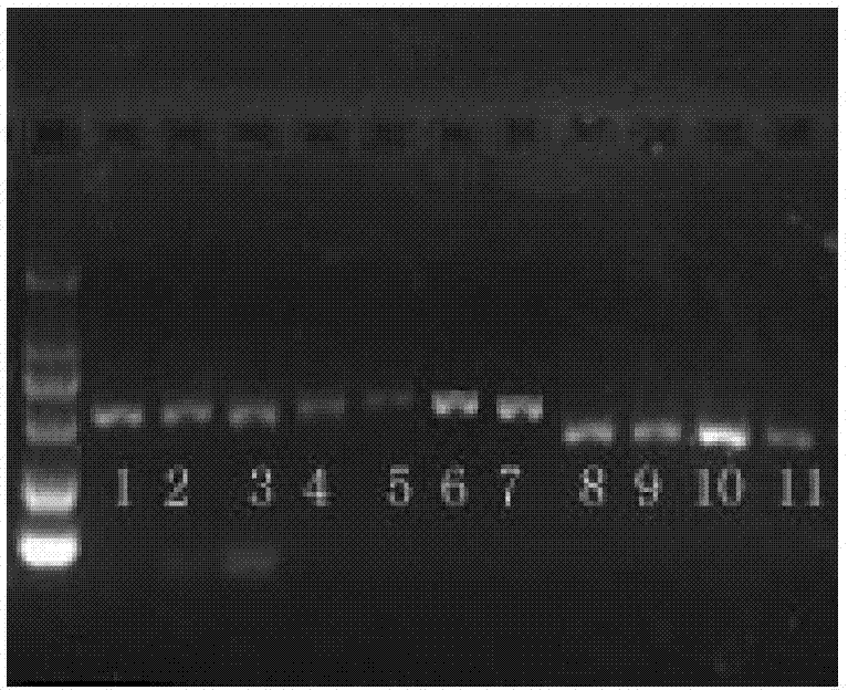 Simple sequence repeat (SSR) marker polymerase chain reaction (PCR) reaction method applied to chrysanthemum and related species thereof universally