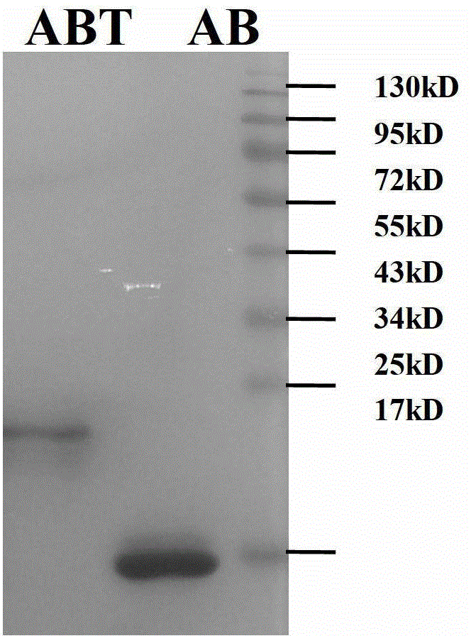 Long-acting HIV-1 (Human Immunodeficiency Virus-1) membrane fusion inhibitor