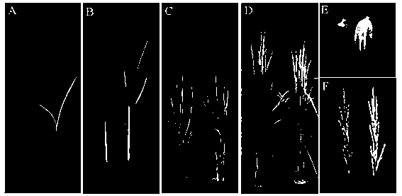 Protein for regulating and controlling chloroplast growth and gene and application thereof