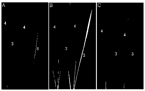 Protein for regulating and controlling chloroplast growth and gene and application thereof