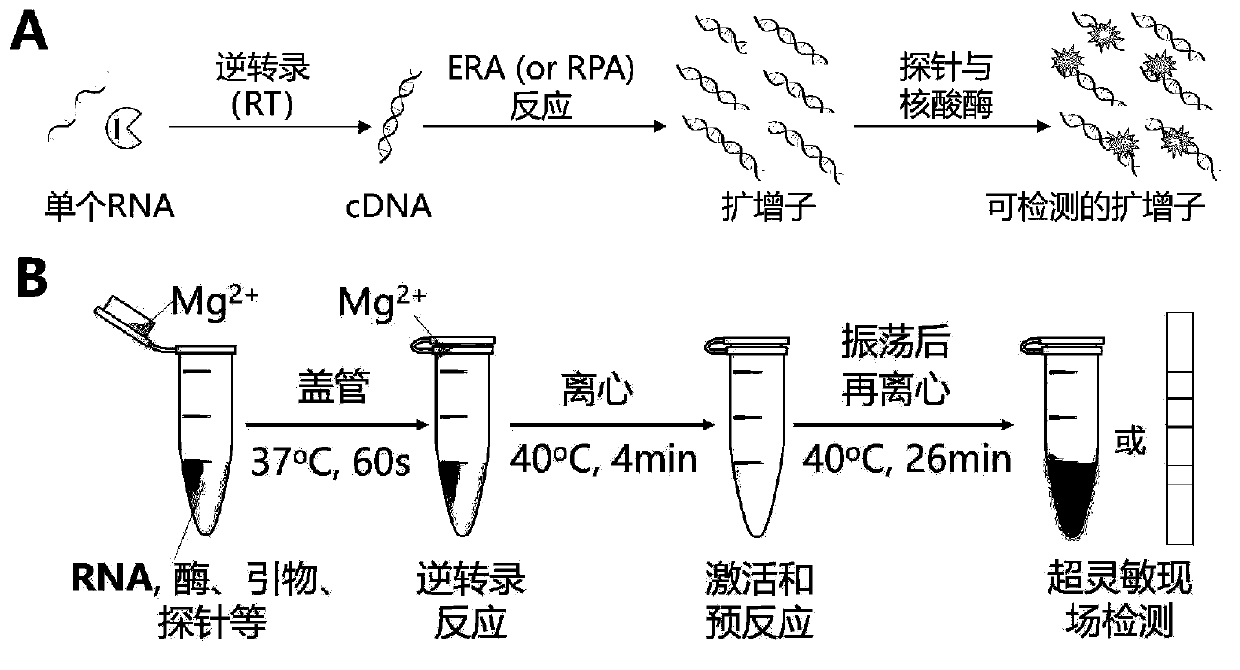 Probe and primer for detecting novel coronavirus SARS-CoV-2, kit, detection method and application