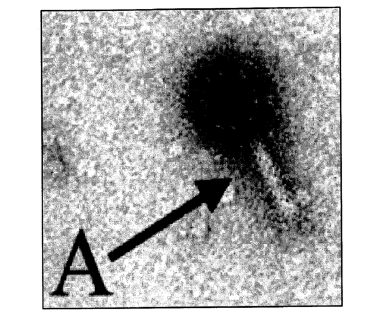 Chimeric Phage Tail Proteins and Uses Thereof