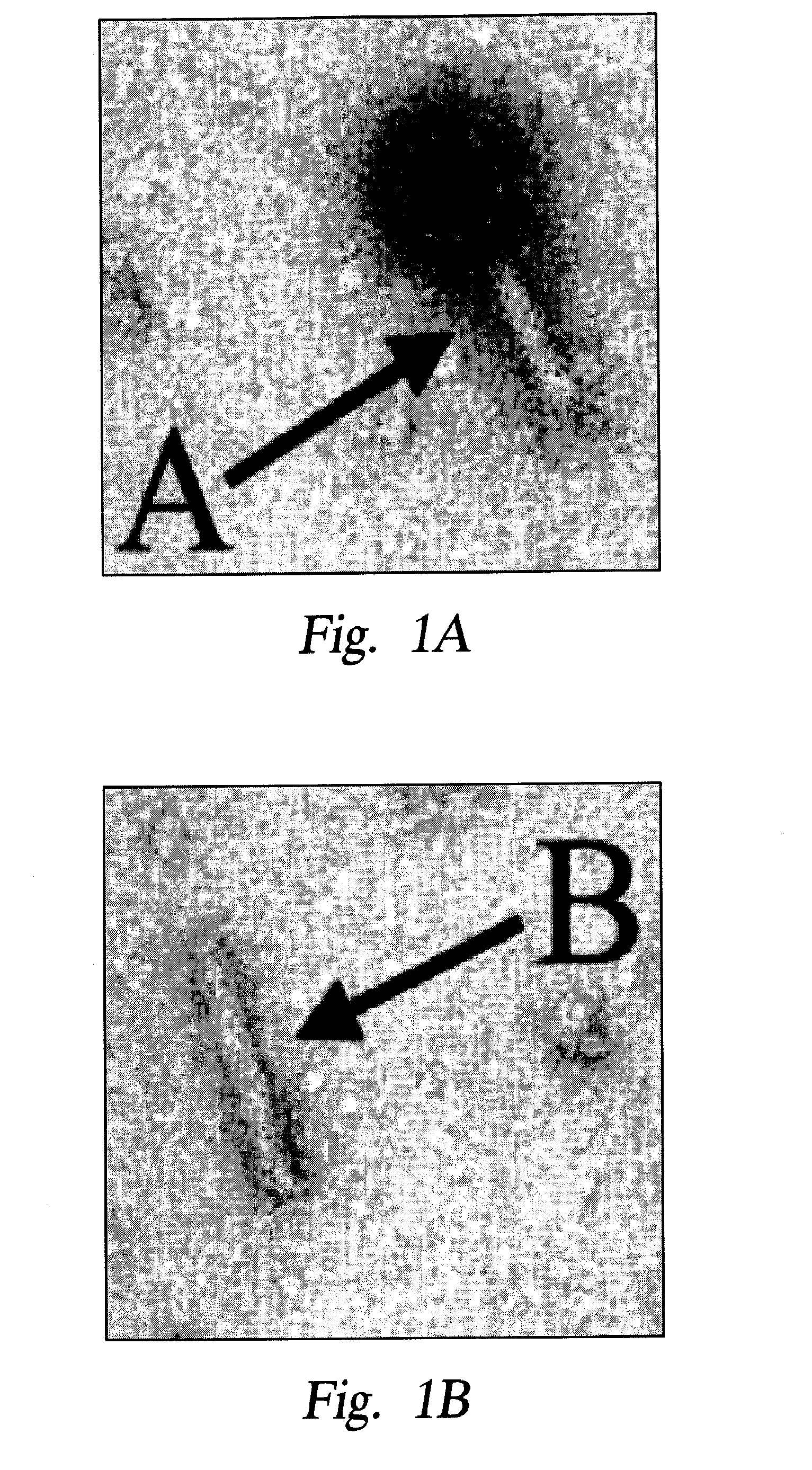 Chimeric Phage Tail Proteins and Uses Thereof