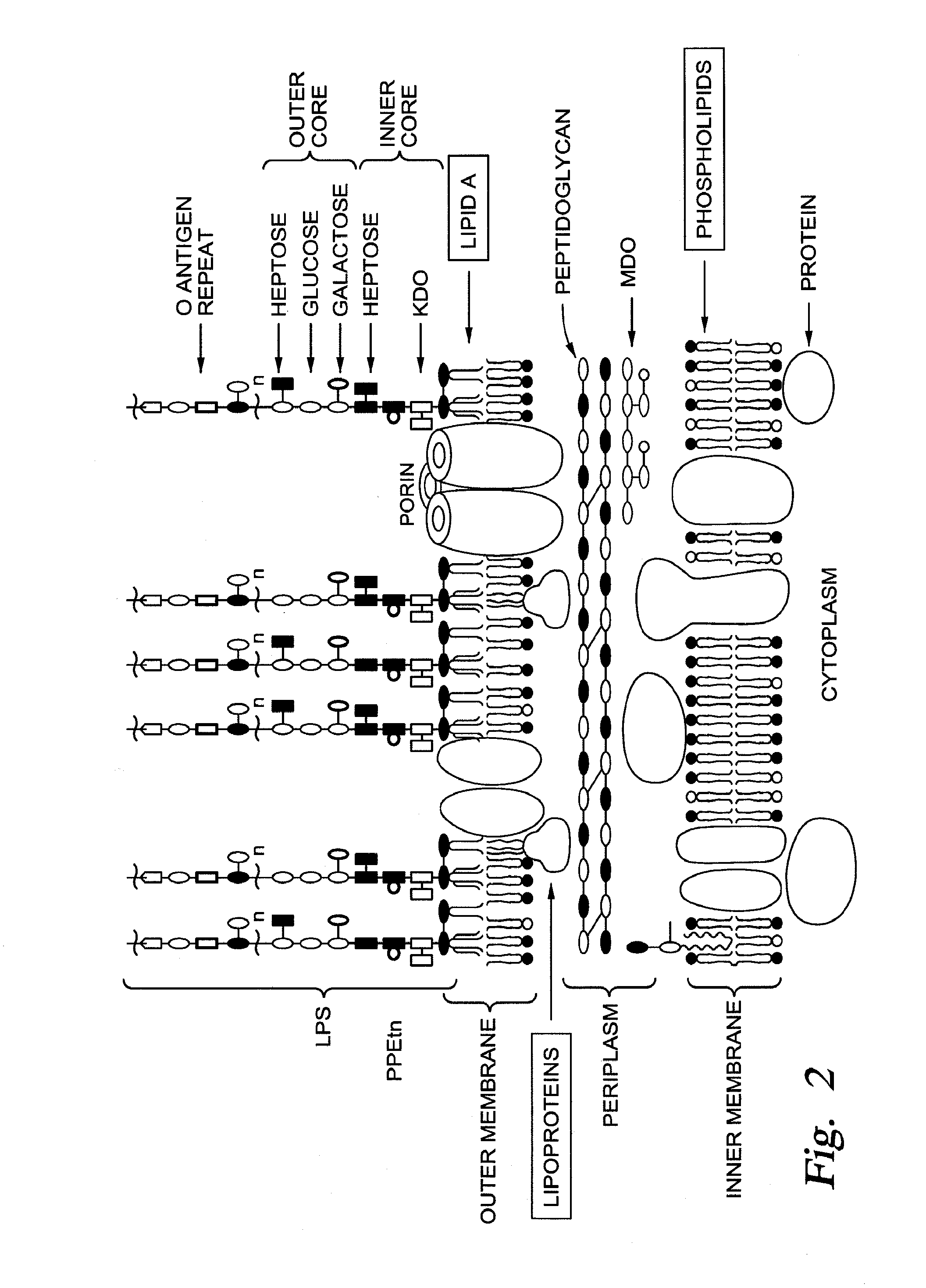 Chimeric Phage Tail Proteins and Uses Thereof