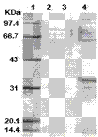 Test strip for rapidly detecting plasmodia based on colloidal gold immunochromatographic assay, as well as antibodies and cell lines thereof