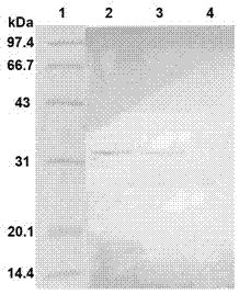 Test strip for rapidly detecting plasmodia based on colloidal gold immunochromatographic assay, as well as antibodies and cell lines thereof