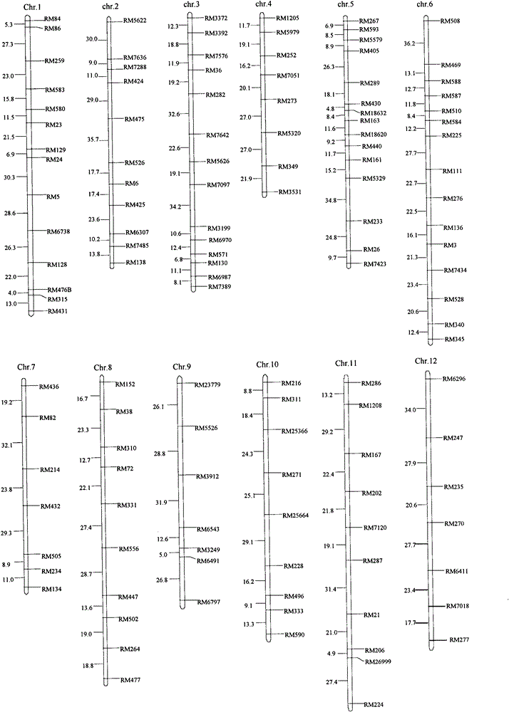 SSR (simple sequence repeat) markers on No.11 chromosome, closely linked to RBSDV (rice black-streaked dwarf virus) resistant QTL (quantitative trait locus) and application thereof