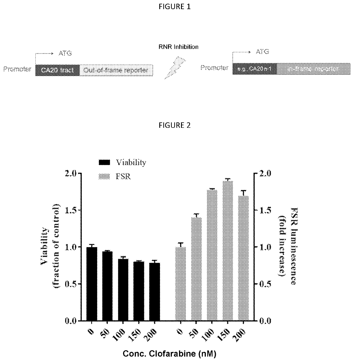 Target for Anti-cancer therapy