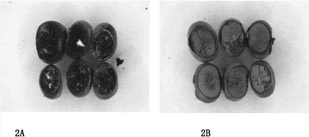 Breeding method of sterile and maintainer lines of north glutinous sorghum