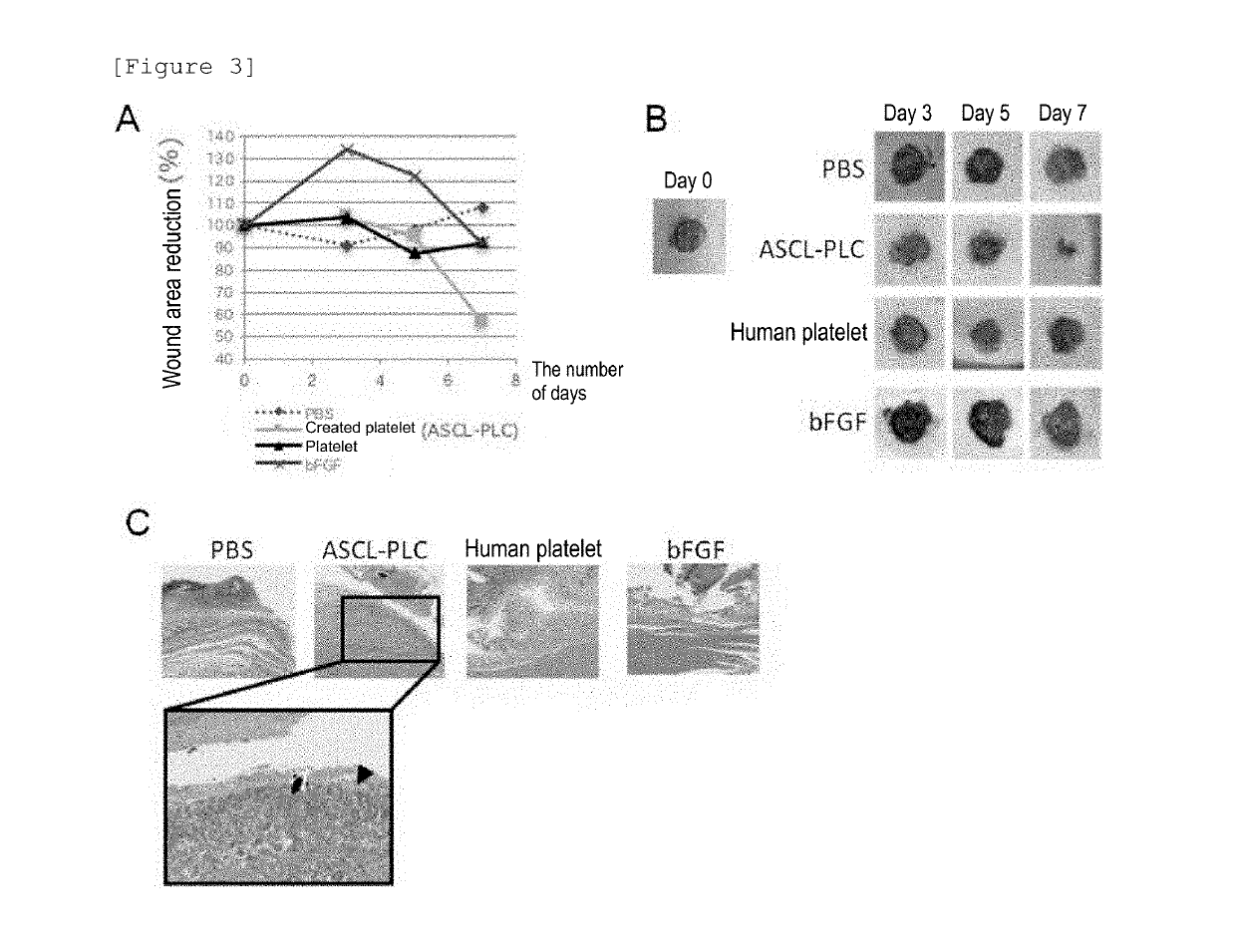 Agent for promoting wound healing comprising platelet-like cell co-expressing platelet surface antigen and mesenchymal cell surface antigen