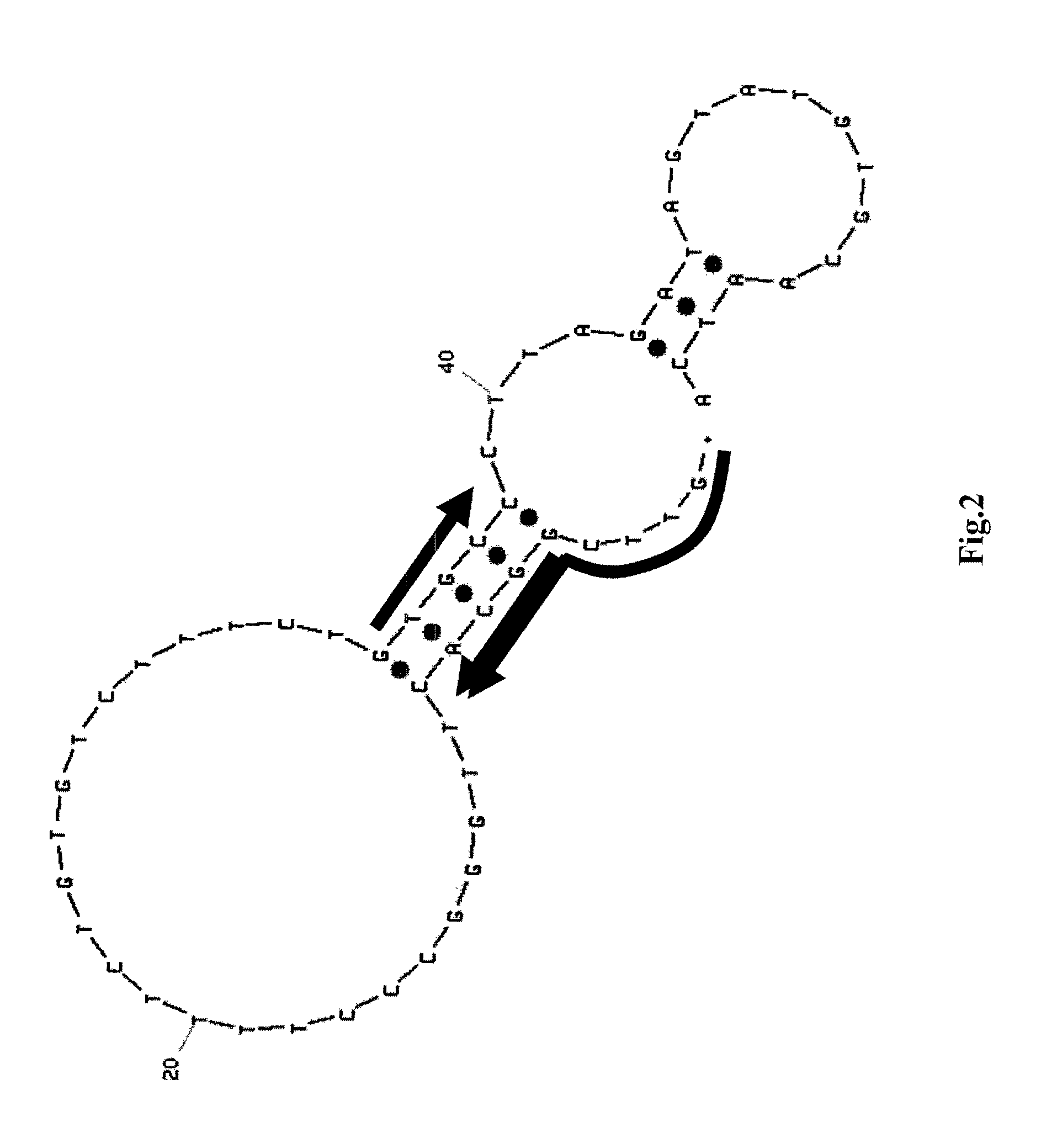 Method of assaying target substance in sample, aptamer molecule method of constructing the same