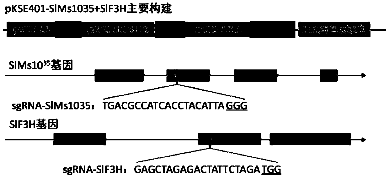 Method for establishing tomato nuclear male sterile line with green stem marker