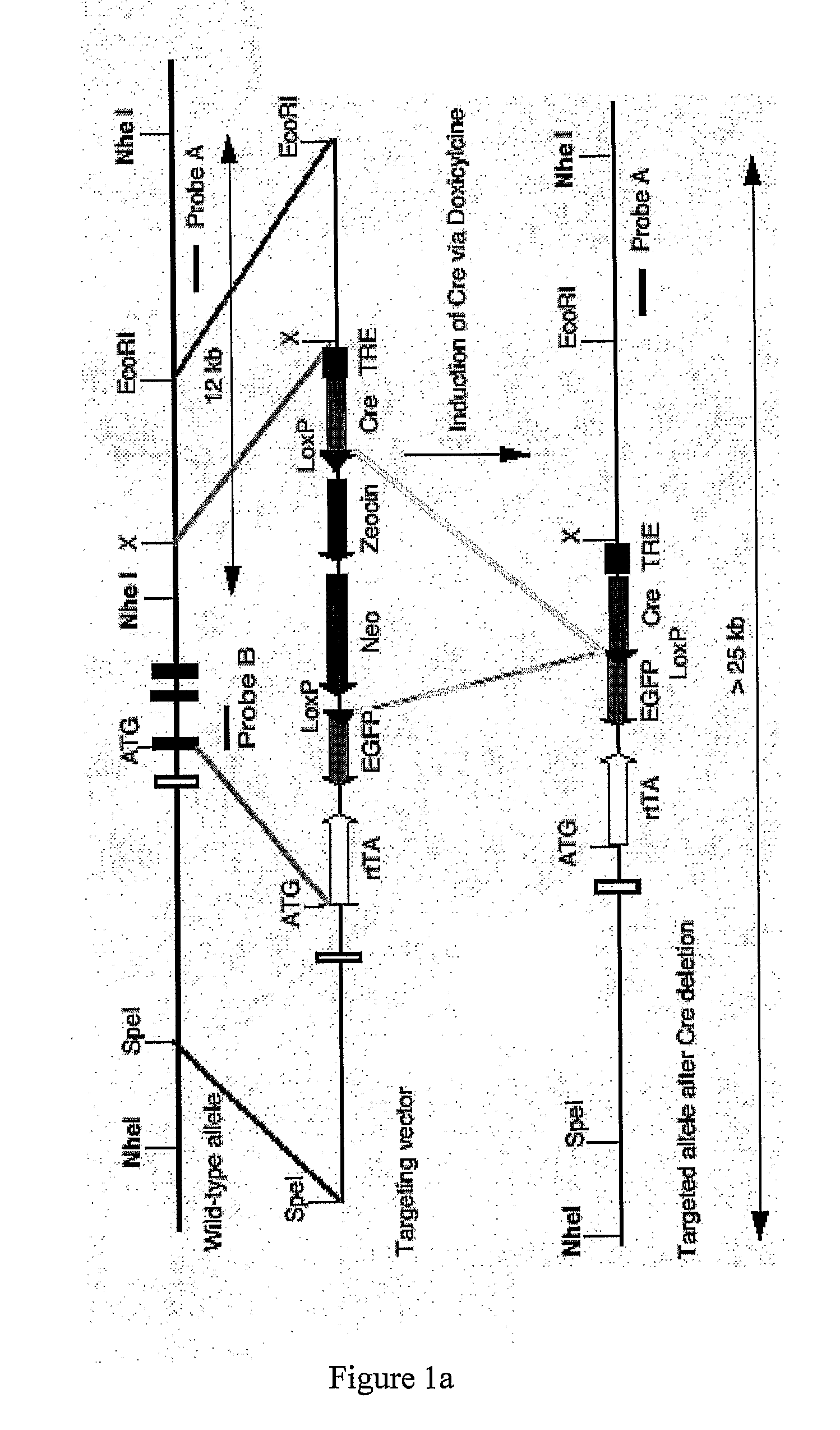 Modified animal lacking functional PYY gene, monoclonal antibodies that bind PYY isoforms and uses therefor