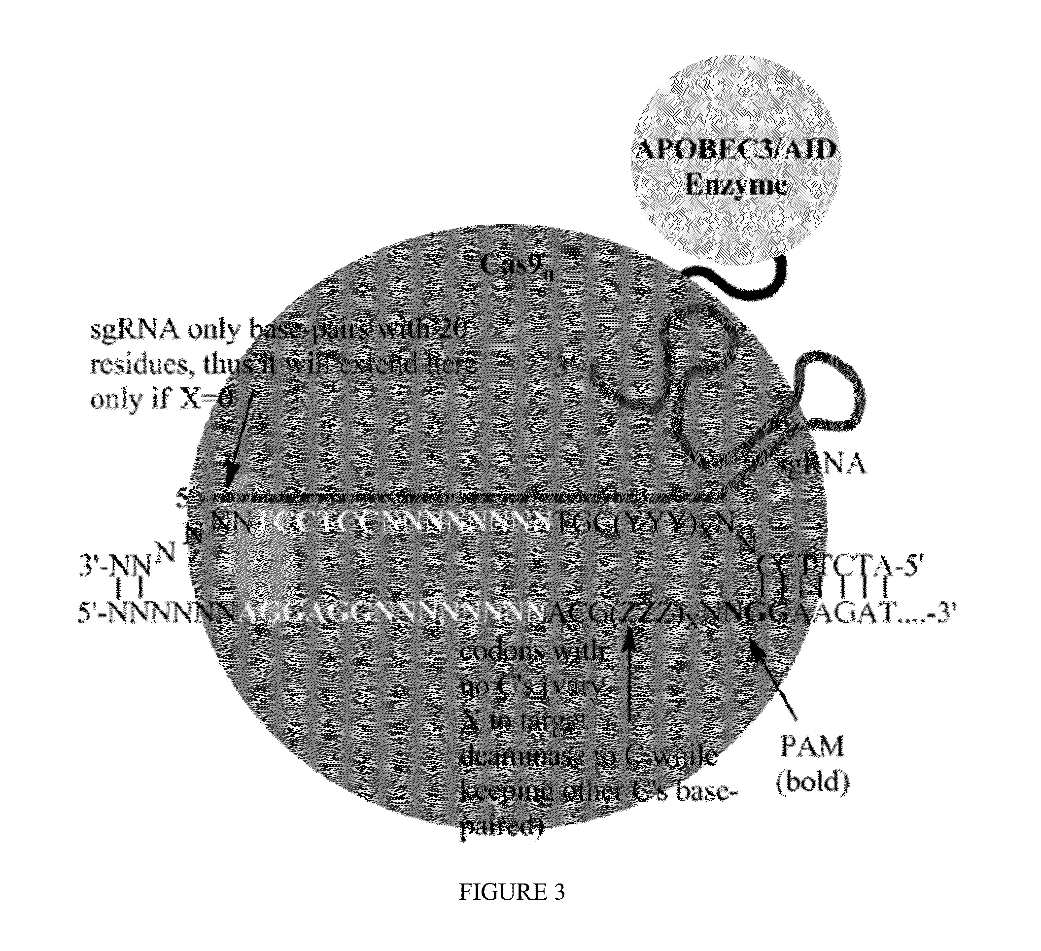 Methods for correcting von willebrand factor point mutations