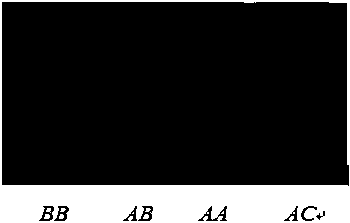 Genetic marker related to cashmere wool property of eastern Gansu cashmere goats and application of genetic marker