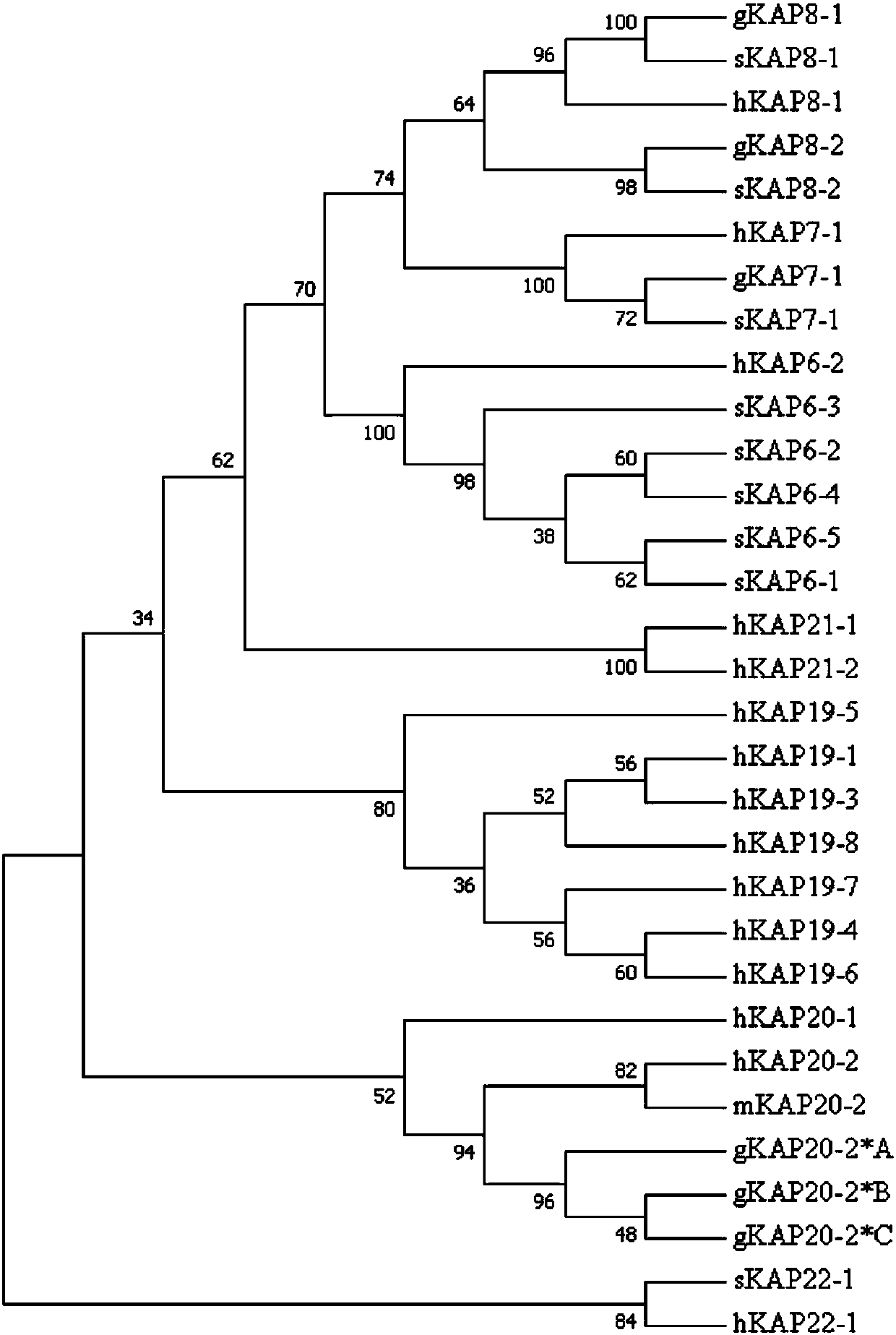 Genetic marker related to cashmere wool property of eastern Gansu cashmere goats and application of genetic marker