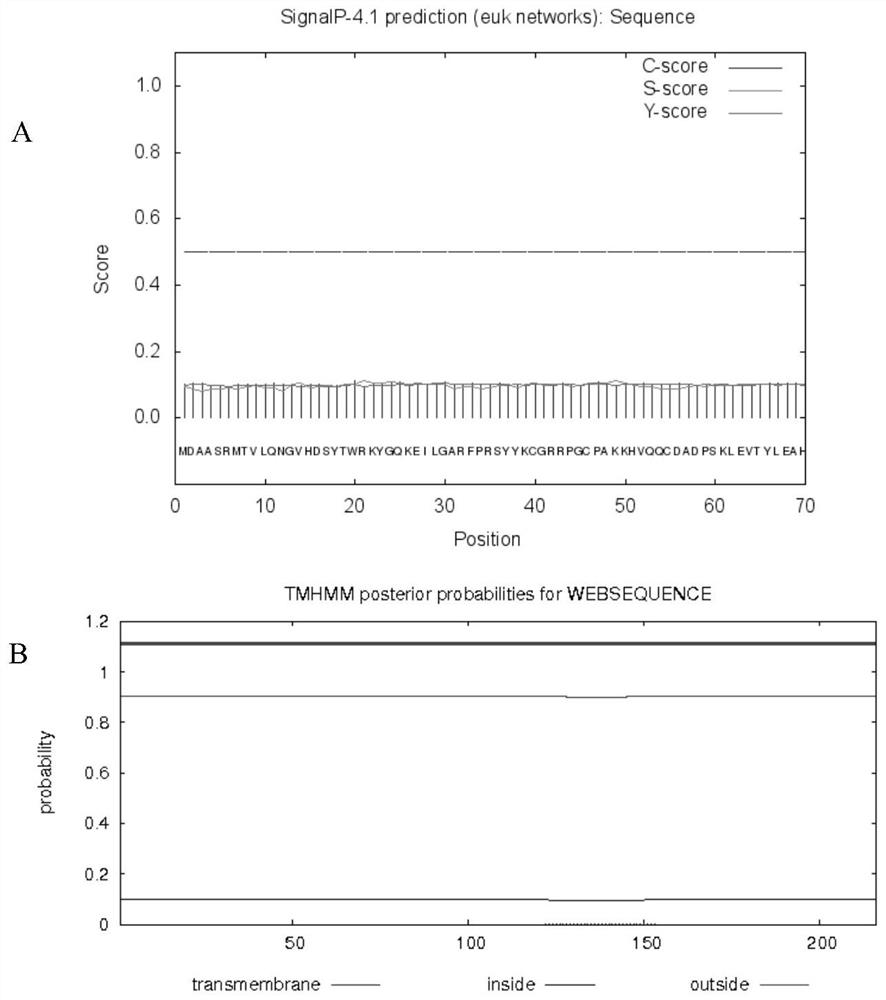 Application of WRKY55 transcription factor in plant salt resistance